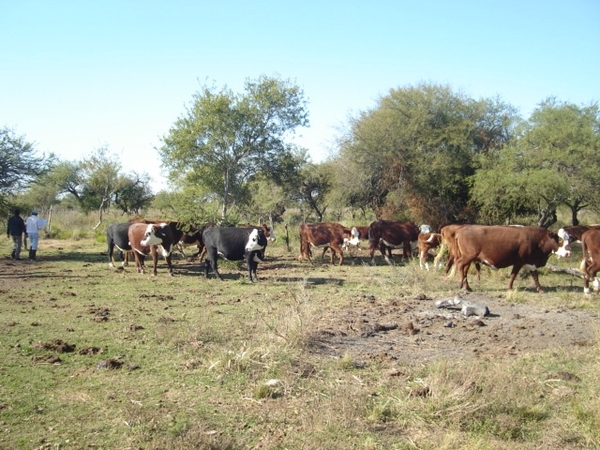 Prolongada sequía afecta al sector ganadero en Itapúa