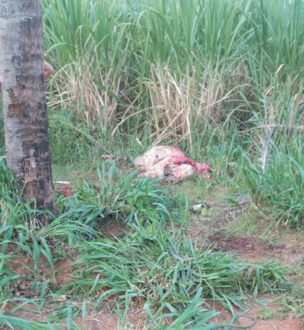 Malditos abigeos faenan dos bueyes de una humilde familia de Belén