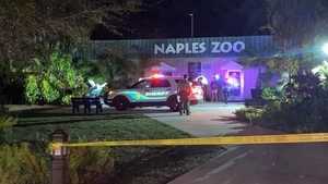 Diario HOY | Matan a tigre que mordió el brazo de un trabajador en un zoológico de EEUU