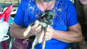 La perrita que viajó en micro por las fiestas