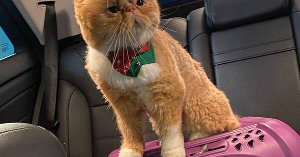 La Nación / Joven ofrece una buena recompensa a quien le devuelva a Teo, su gatito perdido