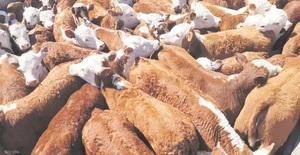 Uruguay confirma récord histórico en faena de bovinos