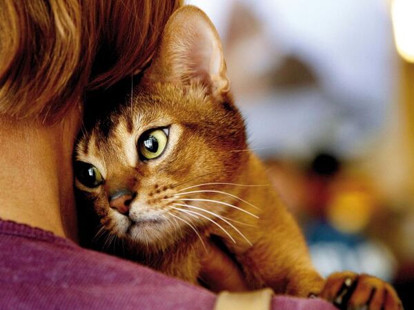 Gatos y pirotecnia: ocho consejos para protegerlos - Mascotas - ABC Color
