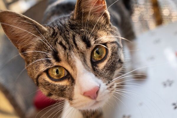 Declaración de amor o amenaza: ¿por qué el gato me mira tan fijo? - Mascotas - ABC Color