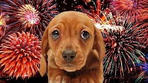 Diario HOY | Piden cuidar de las mascotas durante la fiesta de fin de año