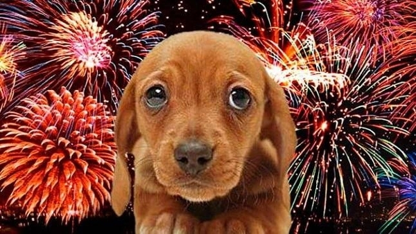 Diario HOY | Piden cuidar de las mascotas durante la fiesta de fin de año