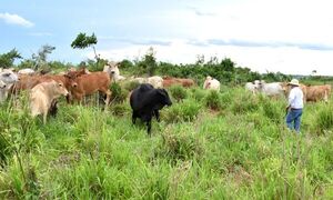 El 2021 se destaca por la defensa de la producción de carne bovina sostenible