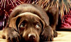 Durante la fiesta de fin de año piden cuidar de las mascotas – Prensa 5