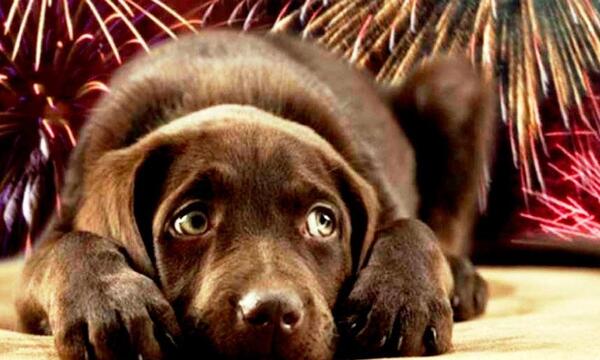 Durante la fiesta de fin de año piden cuidar de las mascotas – Prensa 5