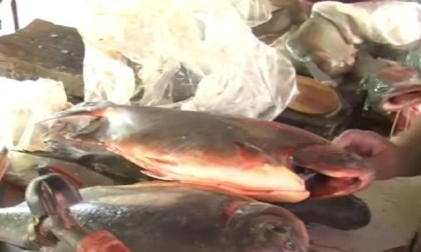 Pescado, otra opción para la cena de Fin de Año - SNT