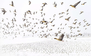 Estas son las mejores imágenes del concurso Fotógrafo de Naturaleza del Año 2021 - Megacadena — Últimas Noticias de Paraguay