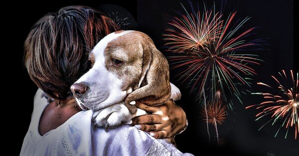 PROTEJA A SU MASCOTA DURANTE LA FIESTA DE FIN DE AÑO - Itapúa Noticias