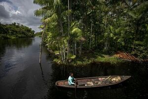 Hallan nueva variedad de rana en Amazonía de Perú