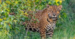 La Nación / El yaguareté Jatobazinho está libre en reserva de Corrientes