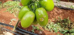 Pequeños productores urgen asistencia para enfrentar revés climático - ABC en el Este - ABC Color