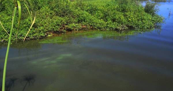 La Nación / Cemit-UNA detectó aumento de cianobacterias en el lago Ypacaraí