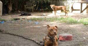 La Nación / Susto en Luque: familia intentó rescatar a un gato y fueron atacados por sus propios pitbulls