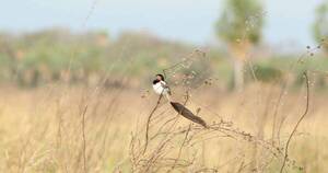 La Nación / Establecen área de observación de aves en peligro de extinción en la Transchaco