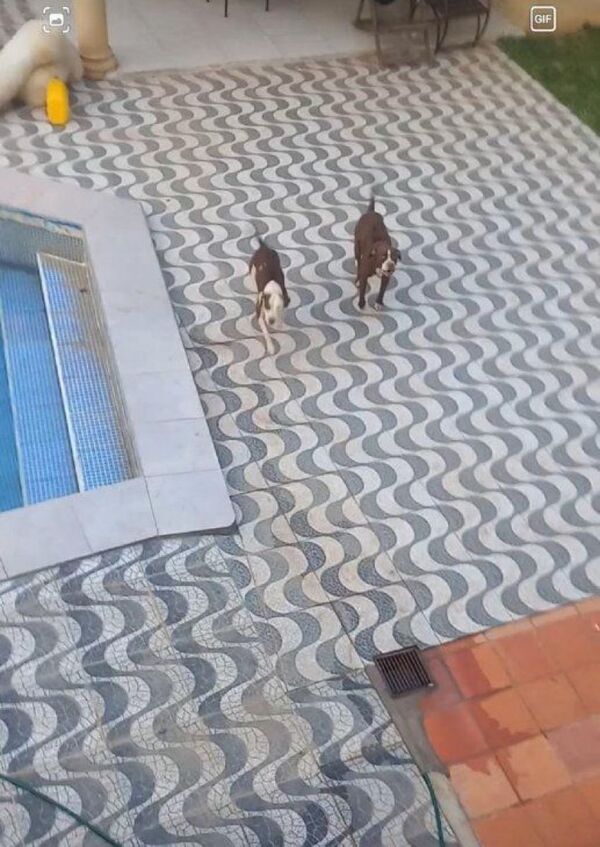 Mordidos por sus propios pitbulls tras querer rescatar a un gato