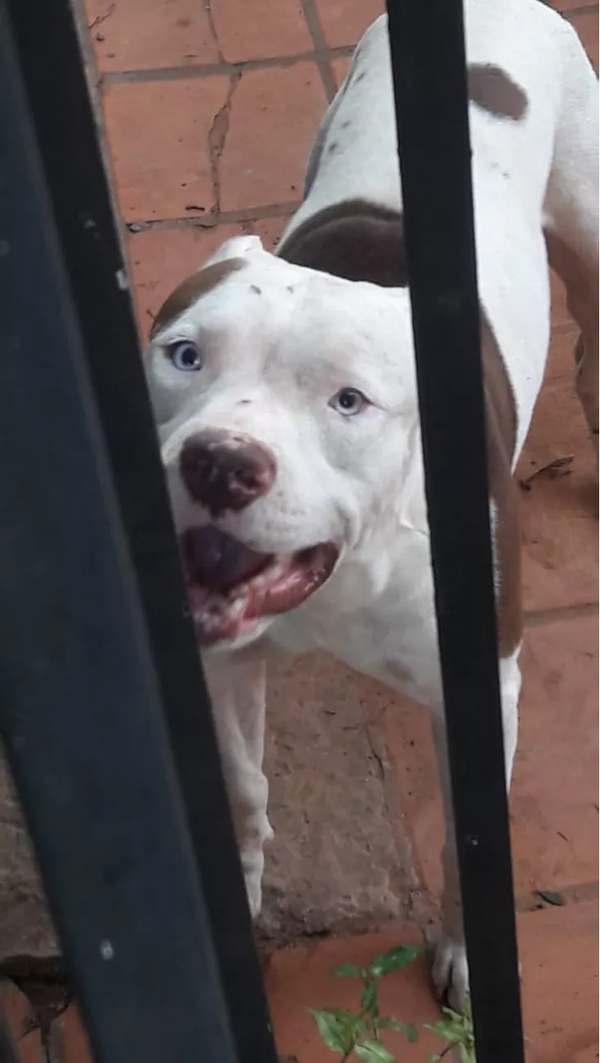 Tres pitbulls atacaron a sus dueños por traer un gato