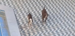Familia fue atacada por sus perros pitbulls - Noticiero Paraguay