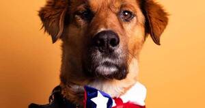 La Nación / Brownie, el perro presidencial que marca presencia en las redes sociales