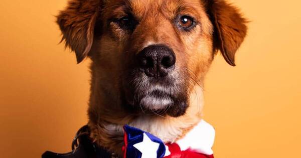 La Nación / Brownie, el perro presidencial que marca presencia en las redes sociales