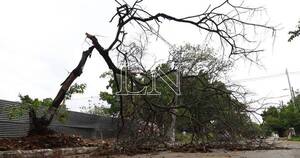 La Nación / Temporal derribó árboles en zona de Ñu Guasu