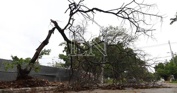 La Nación / Temporal derribó árboles en zona de Ñu Guasu