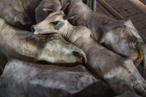 Mercado del ganado gordo comienza el año con precios estables