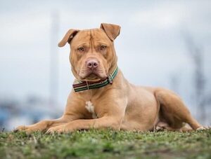 "Disparó la agresividad depredadora", dice veterinaria por ataque de pitbull a sus dueños · Radio Monumental 1080 AM