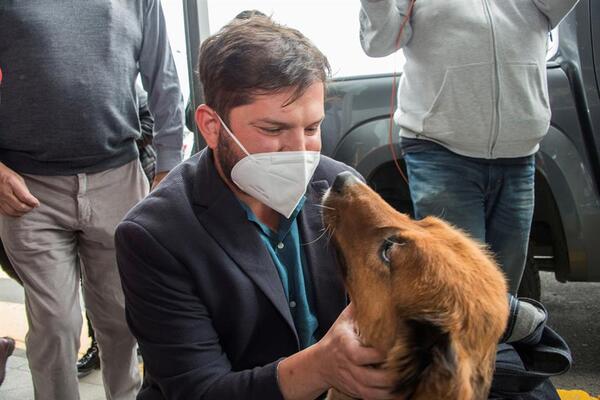 "Brownie", el perro de Boric que causa furor en las redes sociales - El Independiente