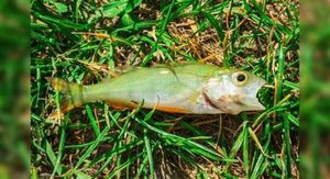 Lluvia de peces en una ciudad de Texas: ¿cuál es la razón?
