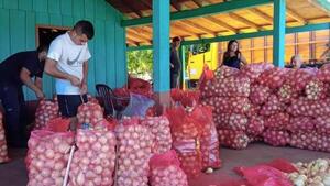 Caaguazú: Buenos resultados en la cosecha de cebolla tempranera