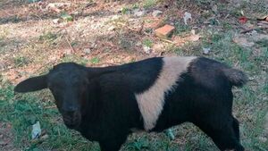 Buscan a ovejita perdida en Coronel Oviedo