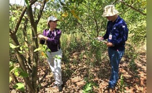 Culmina trabajo de investigación sobre restauración forestal