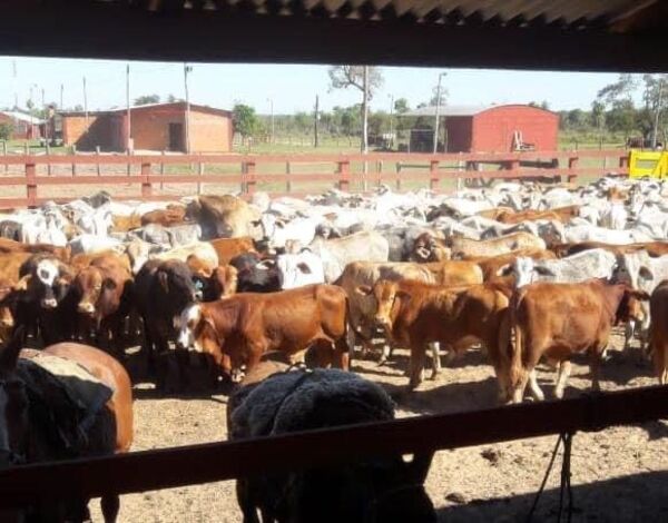 Intentan mega abigeato en la estancia de intendenta de San Alfredo - Nacionales - ABC Color