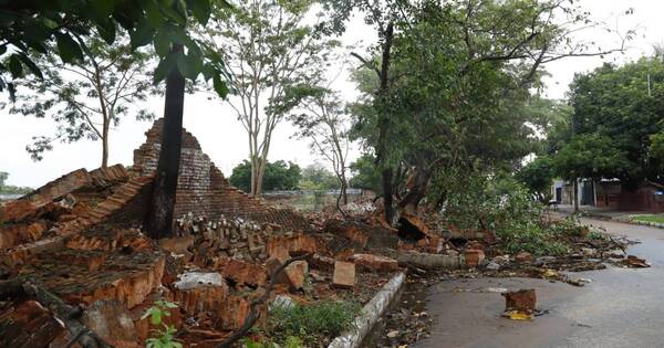 La Nación / Temporal derribó árboles en zona de Ñu Guasu