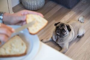Alimentos prohibidos para nuestros perros - Mascotas - ABC Color