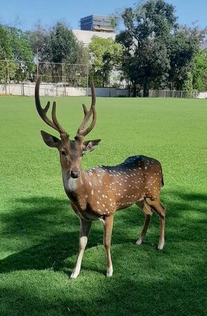 Militar muere tras ser atacado por un venado en Muruvicha Róga - Nacionales - ABC Color