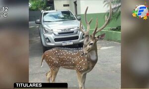 Militar fallece tras ataque de venado en Mburuvicha Róga | Telefuturo