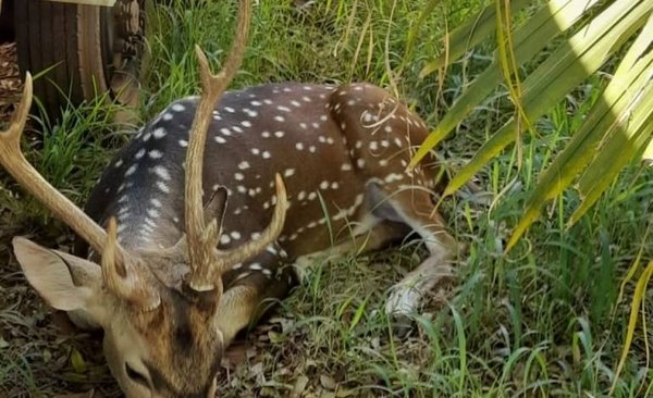 Diario HOY | Muerte en Mburuvicha Róga: abren sumario y ofrecen video