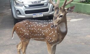 Ciervo “presidencial” mata a guardia de Marito