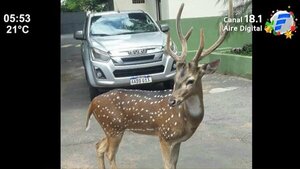 ¡Insólito! Venado mata a un militar en Mburuvicha Róga | Noticias Paraguay