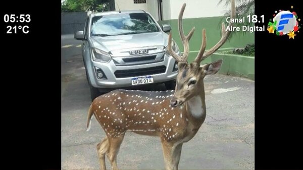 ¡Insólito! Venado mata a un militar en Mburuvicha Róga | Noticias Paraguay