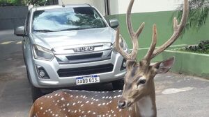 Militar muere tras ataque de un venado en Mburuvicha Róga