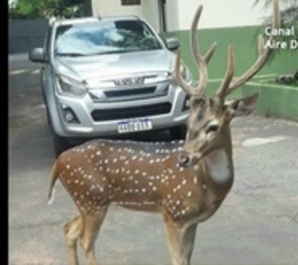 Venado mata a un militar en Mburuvicha Róga - Paraguay.com