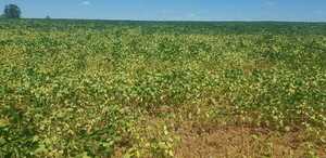 La situación en el campo sigue complicada, según productores