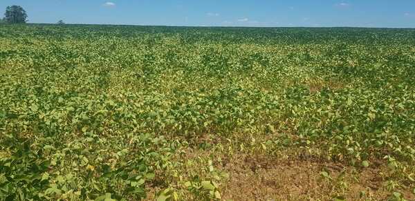 La situación en el campo sigue complicada, según productores