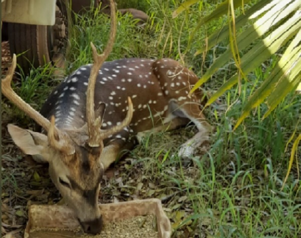 Militar muere tras ser atacado por un venado en Mburuvicha Róga